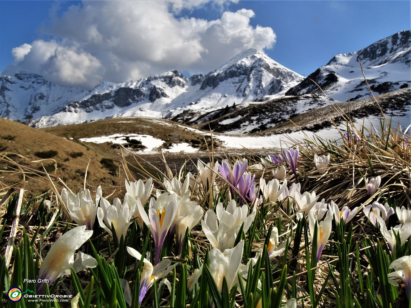 67 La neve si scioglie , fioriscono i Crocus vernus.JPG